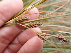 Carex testacea