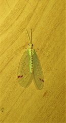 Norfolius howensis