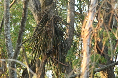 Trichocentrum brachyphyllum