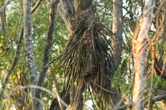 Trichocentrum brachyphyllum