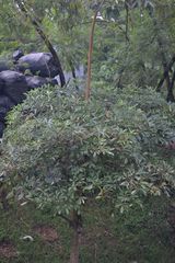 Alstonia