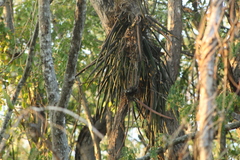 Trichocentrum brachyphyllum