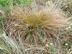 Carex testacea