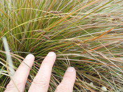 Carex testacea