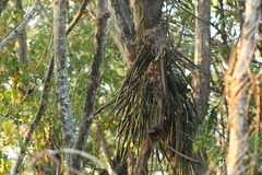 Trichocentrum brachyphyllum