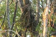 Trichocentrum brachyphyllum