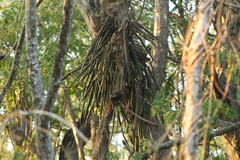 Trichocentrum brachyphyllum