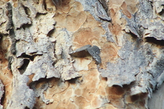 Hamadryas glauconome