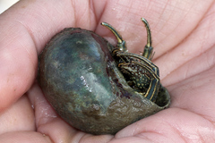 Clibanarius taeniatus