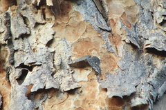 Hamadryas glauconome