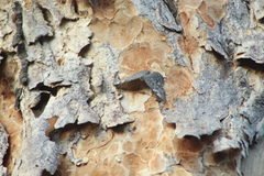 Hamadryas glauconome