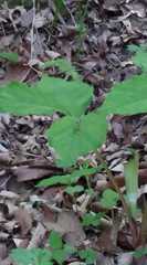 Arisaema amurense