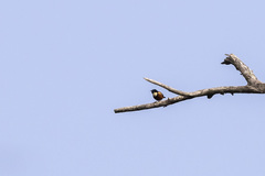 Chalcomitra adelberti