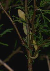 Bavayia cyclura