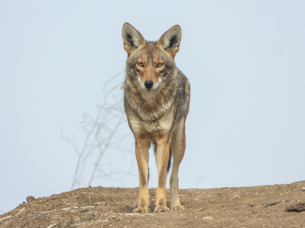 Coyote standing square to the camera on a bank against plain sky, Los Angeles