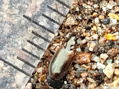 Carabidae