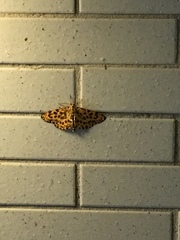 Epobeidia tigrata tigrata