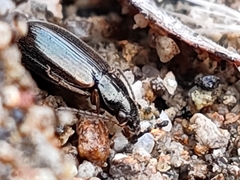 Carabidae
