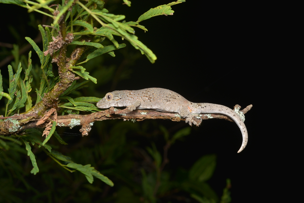 Western Chameleon Gecko