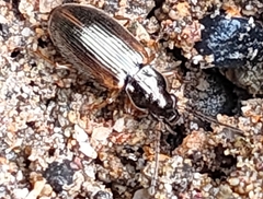 Carabidae