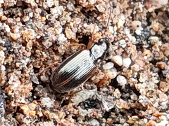Carabidae