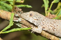 Eurydactylodes occidentalis
