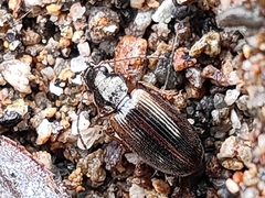 Carabidae