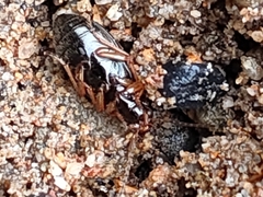 Carabidae