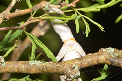 Eurydactylodes occidentalis