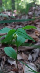 Disporum smilacinum