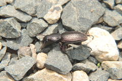 Mecodema sculpturatum