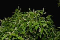 Homalium