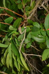 Tenodera costalis
