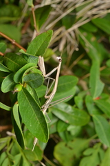 Tenodera costalis