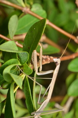 Tenodera costalis