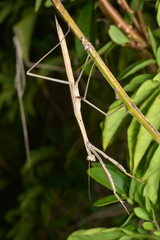 Tenodera costalis