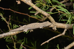 Eurydactylodes occidentalis
