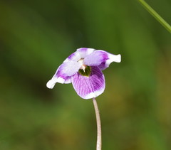 Viola eminens