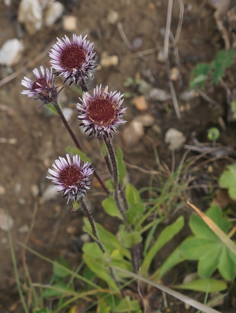 Erigeron eriocalyx