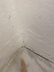 Pholcus phalangioides