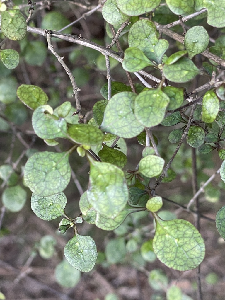 Hukihuki