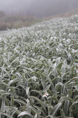 Celmisia sericophylla