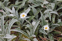 Celmisia sericophylla