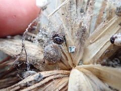 Steatoda lepida