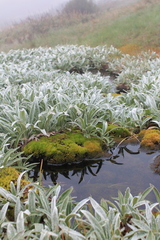 Celmisia sericophylla