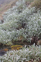 Celmisia sericophylla