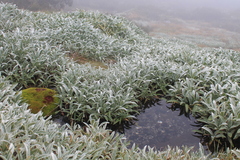 Celmisia sericophylla