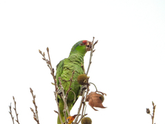 Amazona viridigenalis