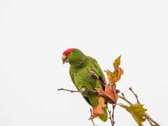 Amazona viridigenalis