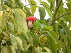 Amazona viridigenalis